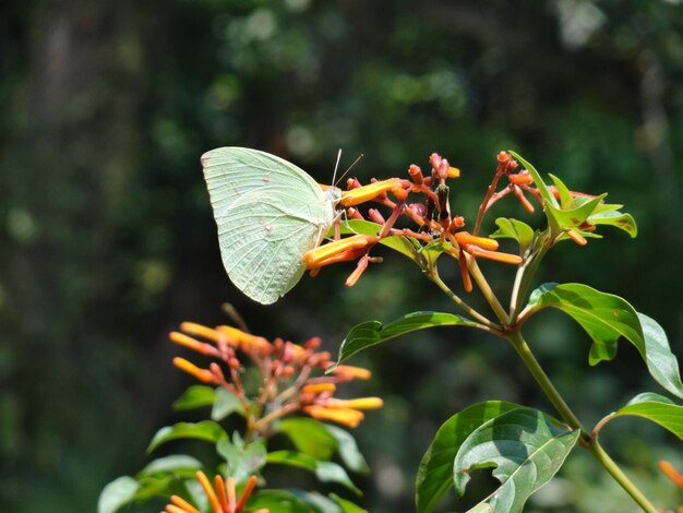 Photo a butterfly sits on a flower in the jungle.