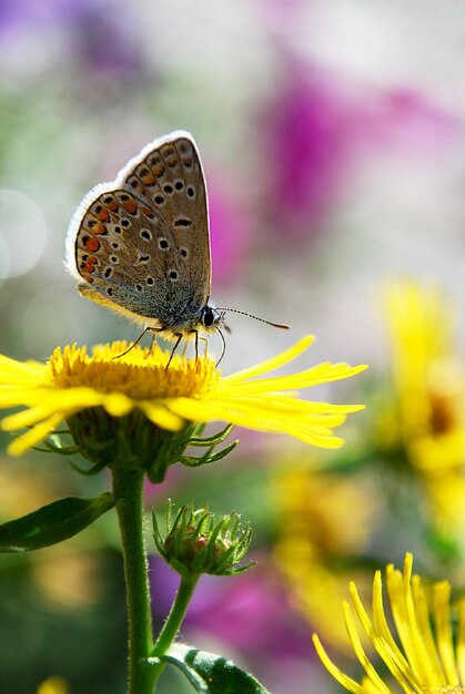 A butterfly sits on a flower with the word butterfly on it.