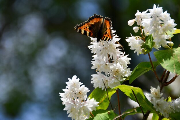 butterfly sits on the flowers deutsia