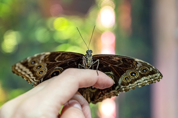 Butterfly sits on human finger spread its wings against blurred background