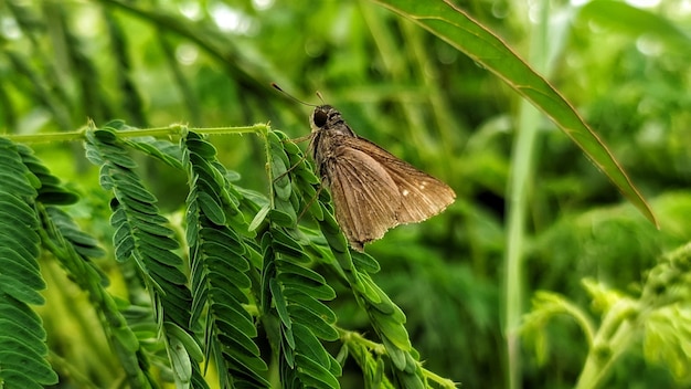 A butterfly sits on a leaf in the forest.