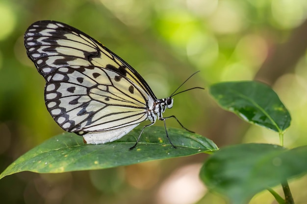 A butterfly sits on a leaf in the jungle.