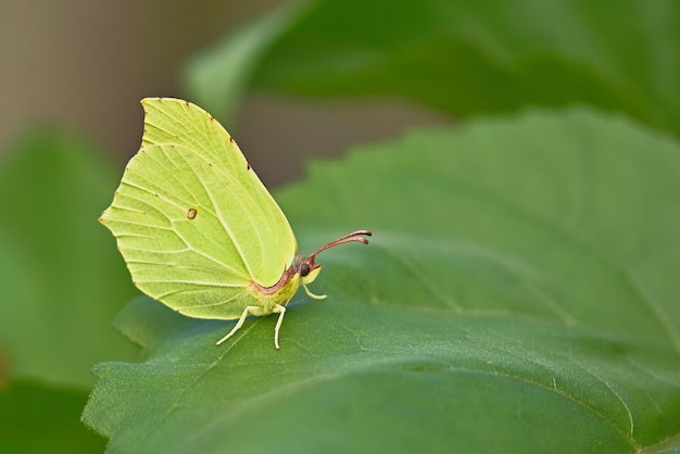 나비 한 마리가 숲 속의 나뭇잎 위에 앉아 있습니다.