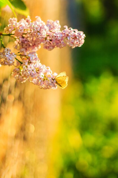 日差しの中でライラック色の花に蝶が座っています