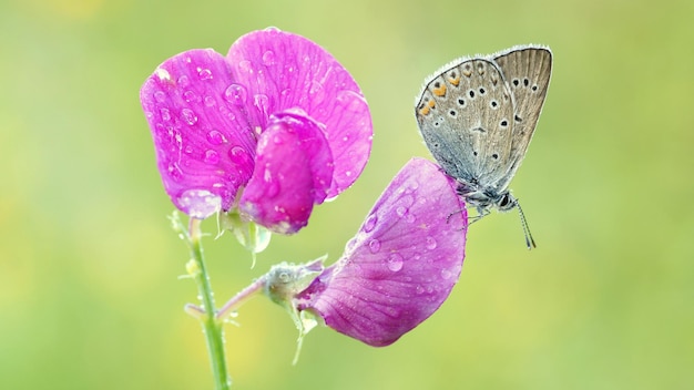 Butterfly sits on a pink flower in the garden.