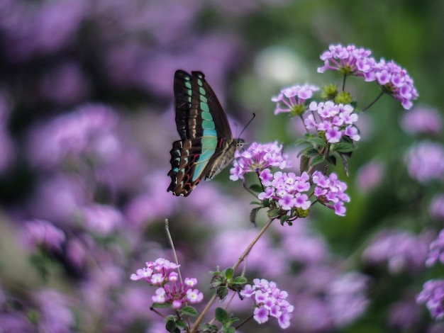 Butterfly sits on a pink flower in a meadow.