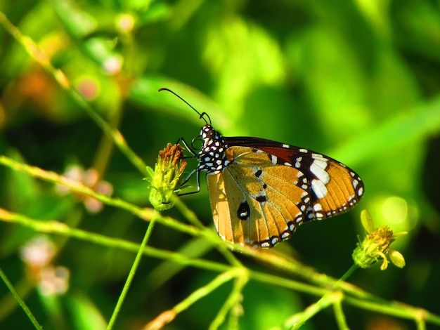 A butterfly sits on a plant with a green background