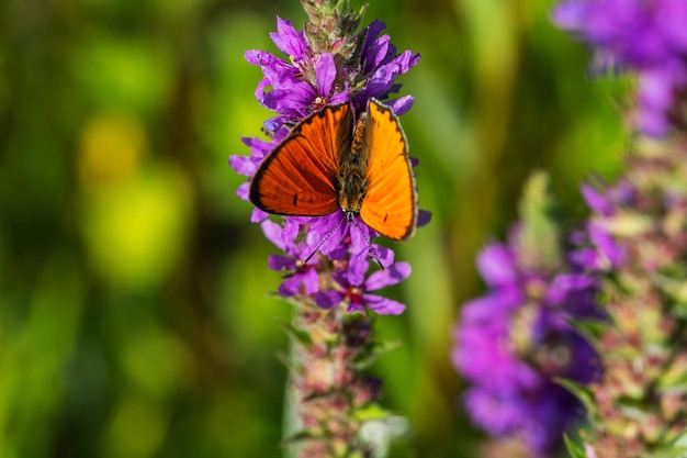 A butterfly sits on a purple flower in the summer.