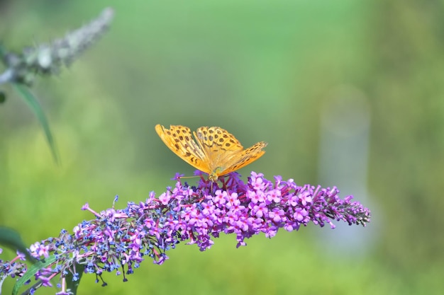「蝶」という文字が書かれた紫色の花の上に蝶が止まっています
