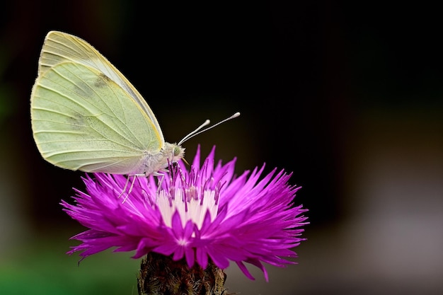 A butterfly sits on a purple flower.