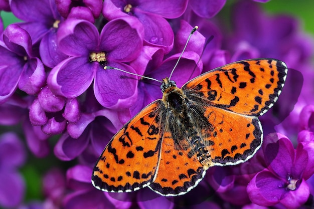 Foto una farfalla si siede su fiori viola con le parole farfalla sul fondo.