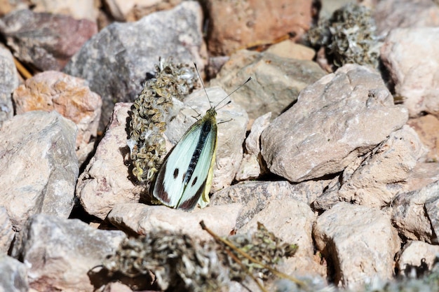 A butterfly sits on a rock in the desert