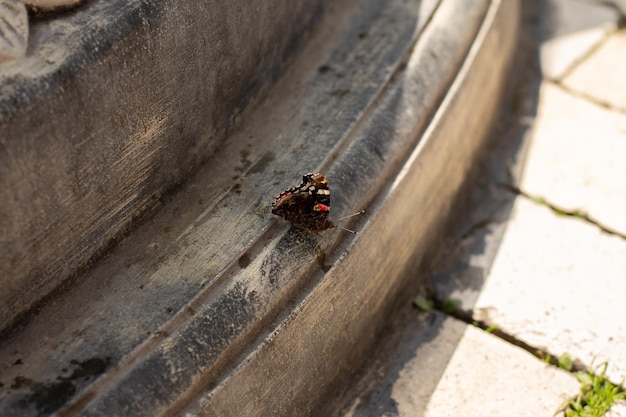 Butterfly sits on a stone