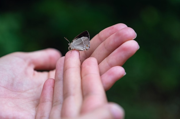 Butterfly sits on a woman hand Blue fragile butterfly wings on woman fingers create harmony of nature