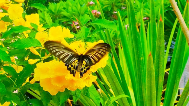 A butterfly sits on a yellow flower in a garden.