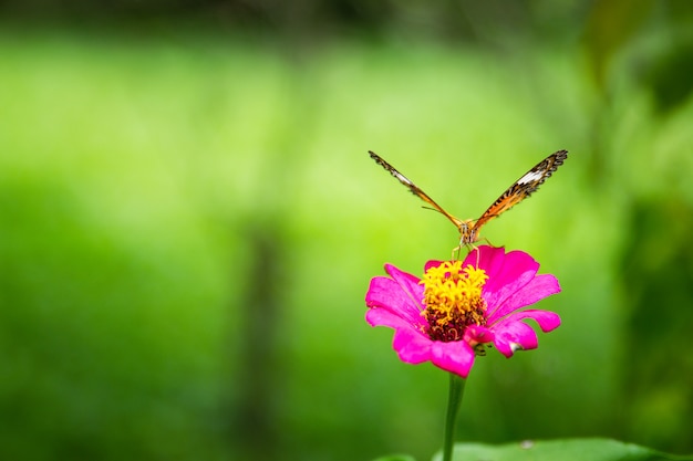 Butterfly sitting on the flower.