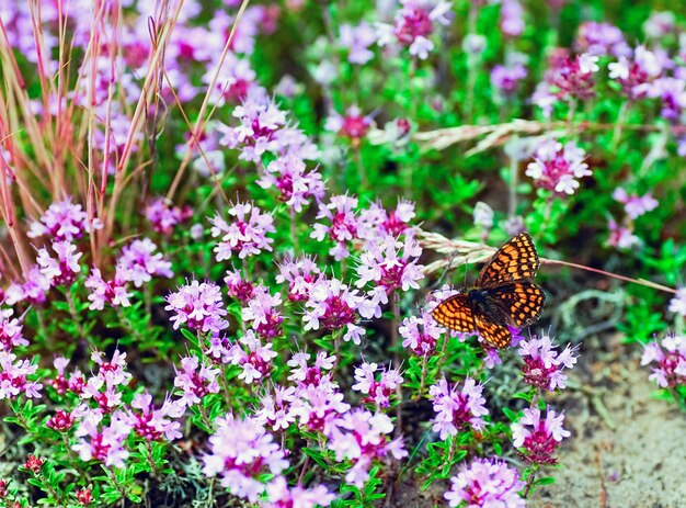 Photo butterfly sitting on the flowers of thyme .