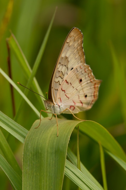 Butterfly sitting on grass