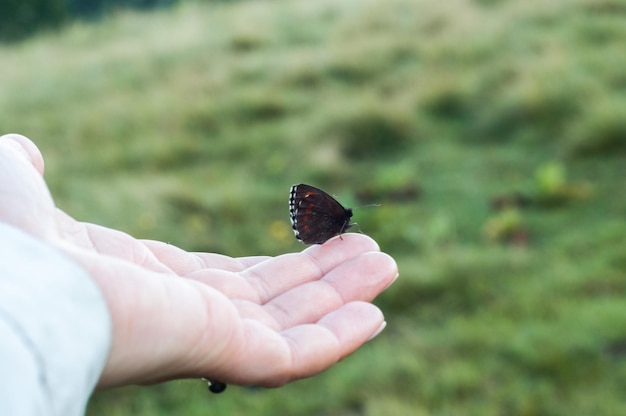 Foto farfalla seduta a portata di mano della fauna selvatica