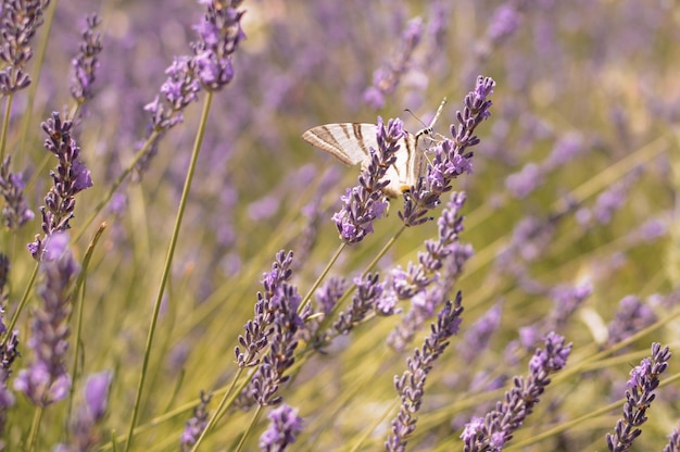Butterfly sitting on lavender Beautiful purple lavender field in botanic garden