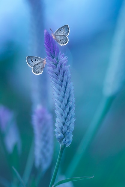 Butterfly sitting on wild flower in the nature habitat, wildlife