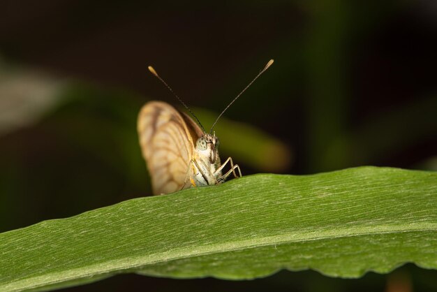 庭のセレクティブ フォーカスの葉にマクロ レンズで撮影した蝶の小さくて美しい蝶