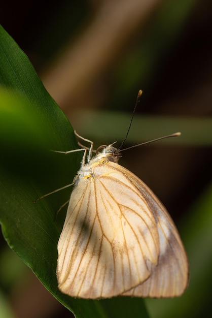 Бабочка маленькая и красивая бабочка, сфотографированная макрообъективом на листьях в селективном фокусе сада