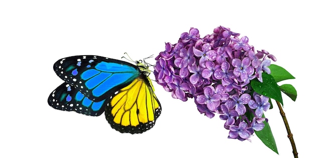 a butterfly and some grapes are on a white background