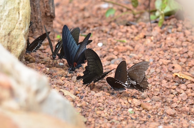 Butterfly species found in Thailand