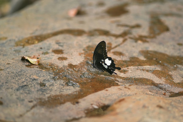 Butterfly standing on stone