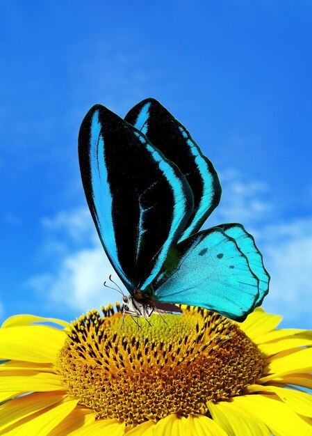 A butterfly on a sunflower with a blue sky in the background