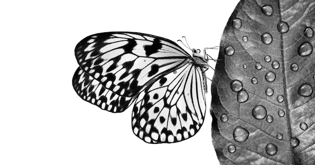 A butterfly that is black and white