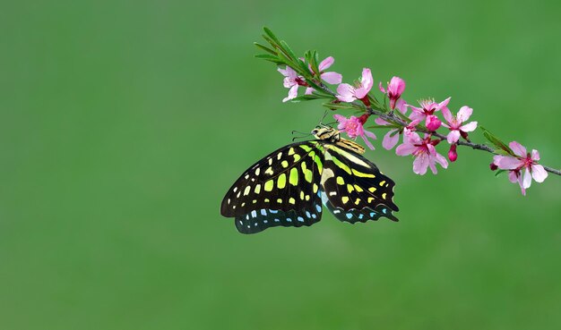 花にとまる蝶