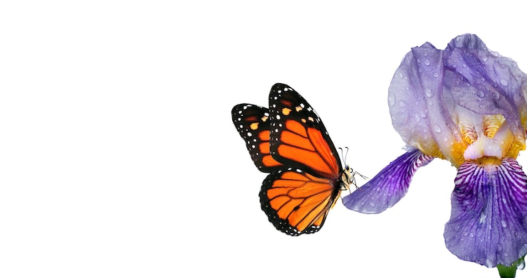 Photo a butterfly that is orange and black
