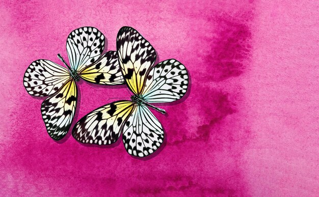 Foto una farfalla che si trova su uno sfondo rosa