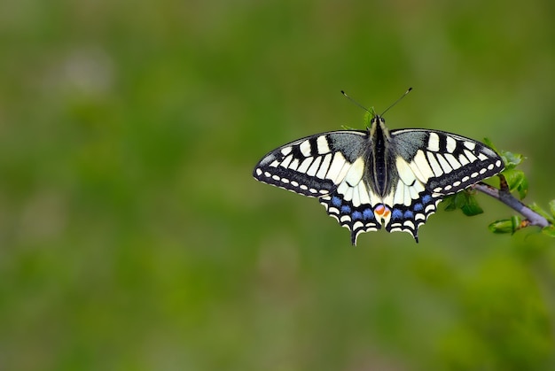 a butterfly that is white and blue with black markings.