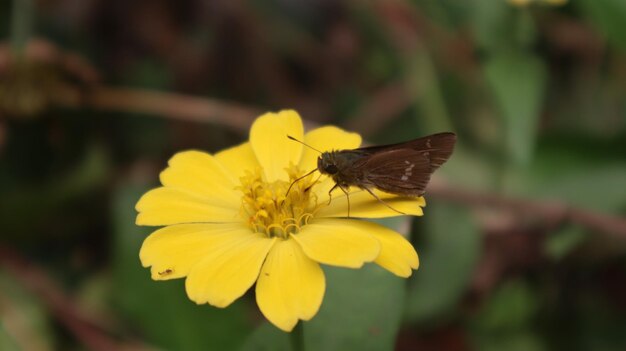 a butterfly that sucks the nectar on a zinnia flower