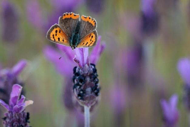 Butterfly in their natural environment