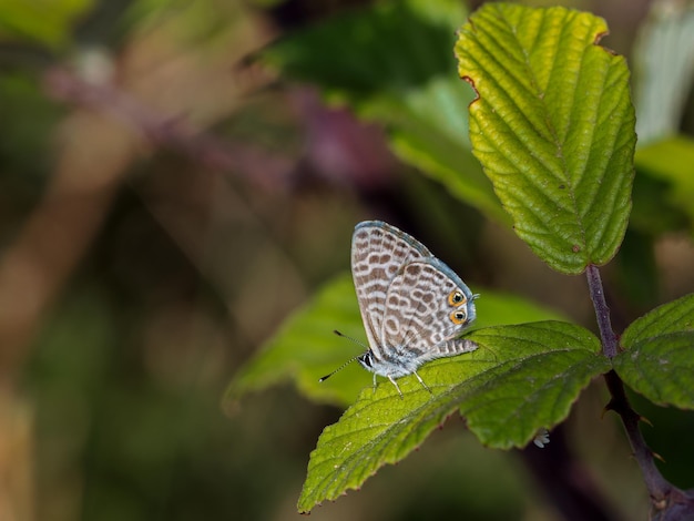 Butterfly in their natural environment.