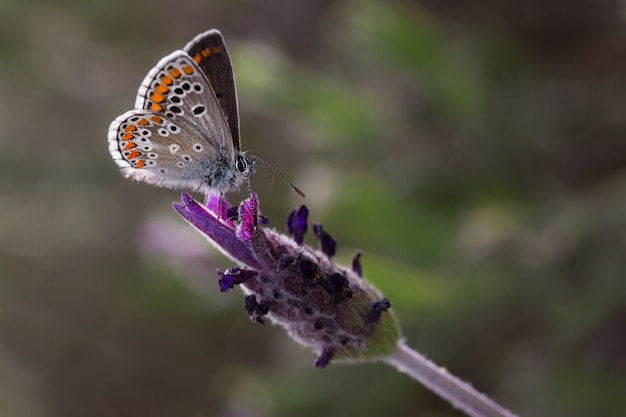 Butterfly in their natural environment.