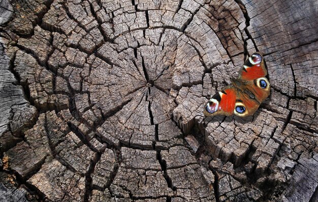 Photo a butterfly on a tree stump