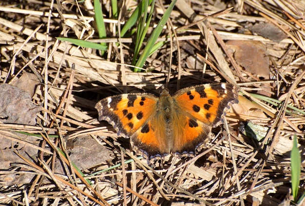 Butterfly urticaria aglais urticae op droog gras april