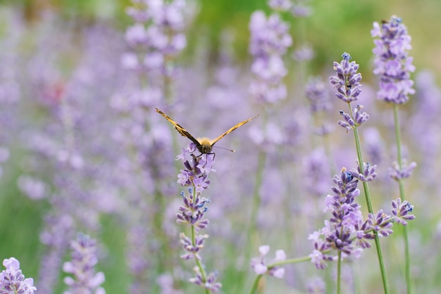 Butterfly urticaria sits on a lavender flower in a field.