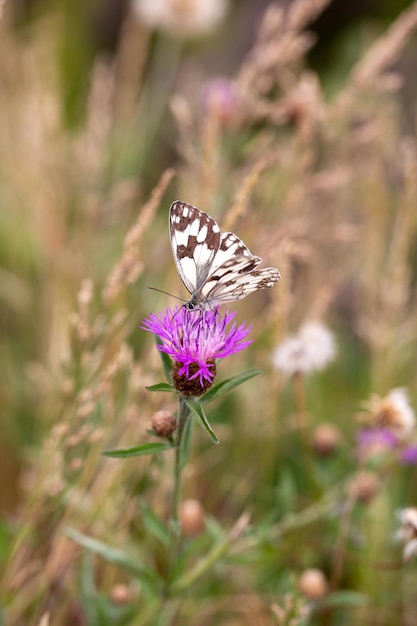 紫の花の生物多様性と種の保全に蝶