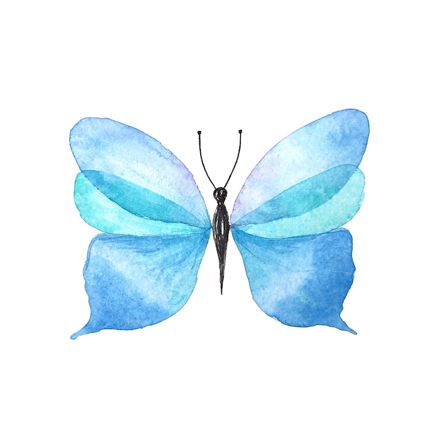 Butterfly watercolor