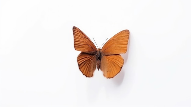 Photo a butterfly on a white background with the word butterfly on it.