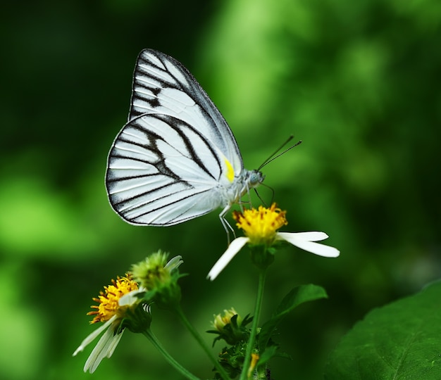 Farfalla bianco nero su fiore in giardino