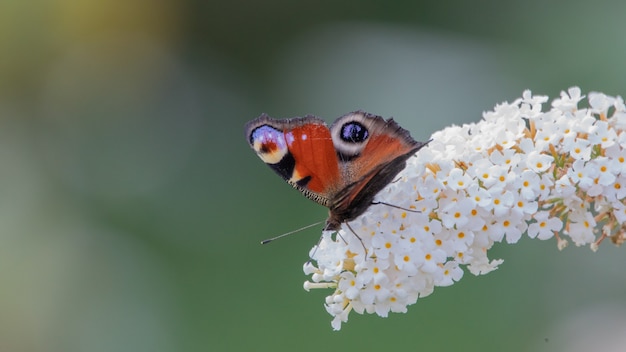 Butterfly on white hydrangea flower