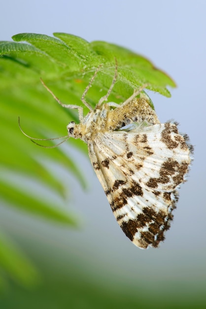 Бабочка Белополосый зубчатый ковер Epirrhoe alternata
