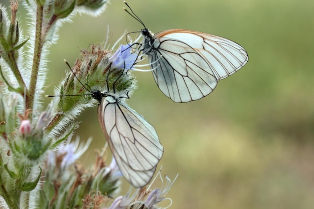 Бабочка на диком цветке Viper's Bugloss Echium vulgare